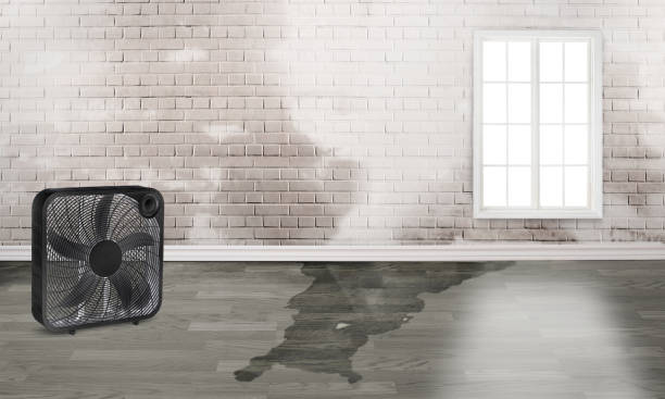 Carpet water damage restoration in Greencastle, IN
